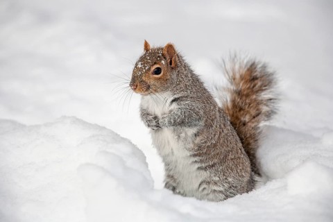 Eastern gray squirrel (sciurus carolinensis) sitting in snow and watching, Montreal botanical