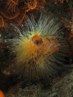 Bright yellow Yellow sea squirt (Microcosmus) with filigree tentacles shines underwater. Dive site