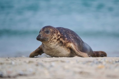 Grey seal (Halichoerus grypus) lying on the beach, Düne, Helgoland, Schleswig-Holstein, Germany