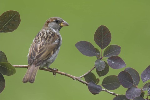 House Sparrow (Passer domesticus) male, Berlin, Germany