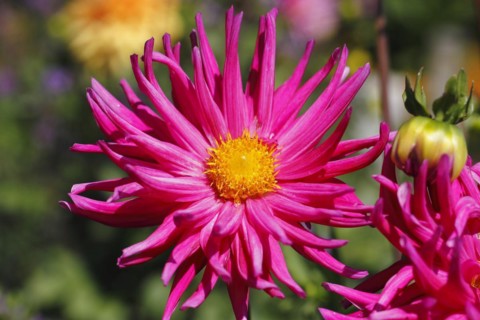 Deer antler dahlias (Dahlia), North Rhine-Westphalia, Germany
