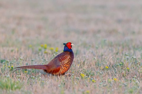 Common Pheasant (Phasianus colchicus) male, Lake Neusiedl, Austria