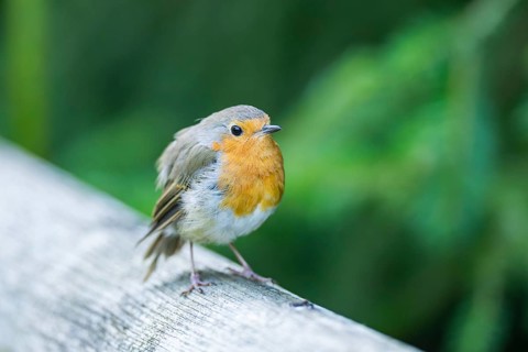 European robin (Erithacus rubecula) sitting on a wood, Bavaria, Germany