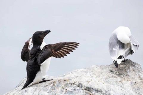 Razorbill (Alca torda) flapping its wings, next to it kittiwake (Rissa tridactyla) grooming its