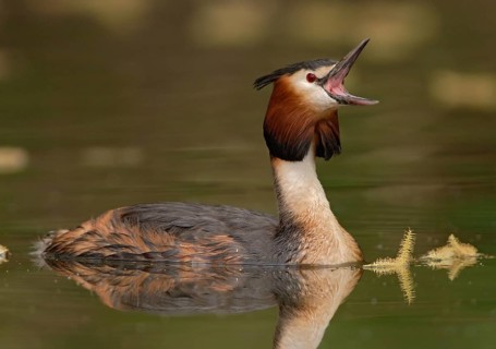 Great Crested Grebe (Podiceps cristatus), North Rhine-Westphalia, Germany