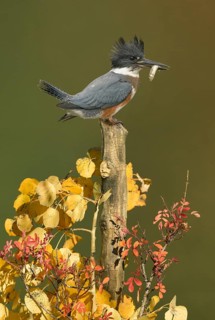 Belted Kingfisher (Megaceryle alcyon) female perched on a branch with a fish prey in its beak,