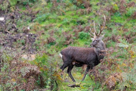 A sika deer stag (Cervus nippon) stands on a rocky but overgrown slope in search of food