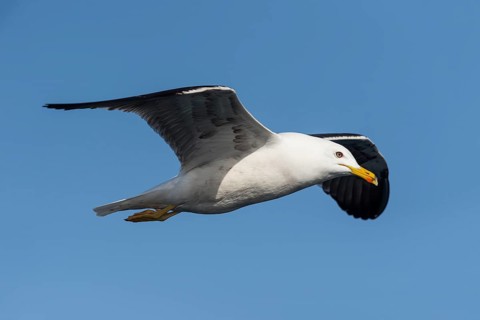 Lesser Black-backed Gull (Larus fuscus) flying, Eilat, Israel