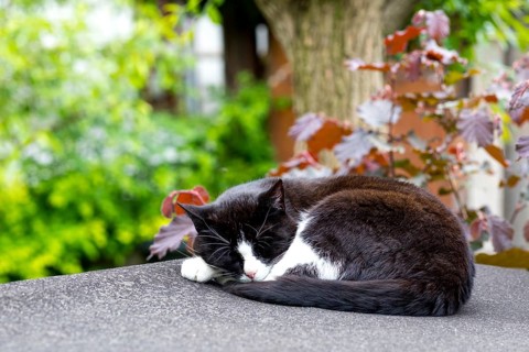 Black and white domestic cat (Felis silvestris catus) sleeping in the garden, Germany