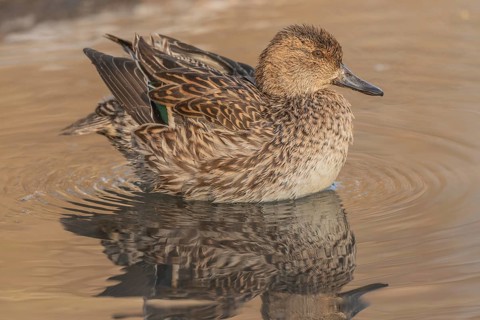 Female Duck Eurasian Tealswim (Anas crecca) sits on the water and observes her surroundings. The