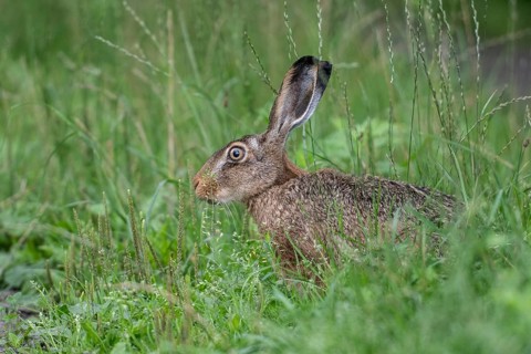 European hare (Lepus europaeus), Emsland, Lower Saxony, Germany