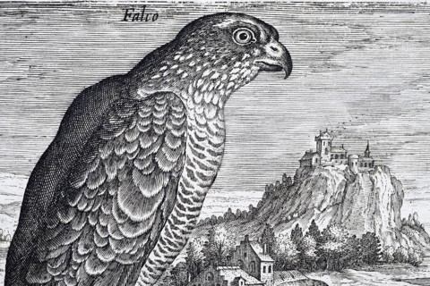 Falcon in front of a medieval landscape with castle, copperplate engraving by Adriaen Collaert,
