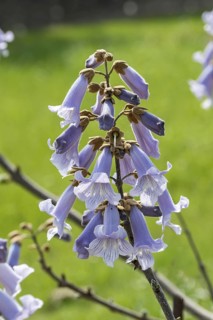 Chinese bluebell tree (Paulownia tomentosa), Saxon State Office for the Environment, Germany