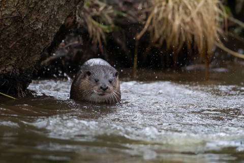 Eurasian otter (Lutra lutra) adult animal in a river, England, United Kingdom