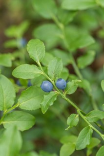 Forest european blueberry (Vaccinium myrtillus), Germany