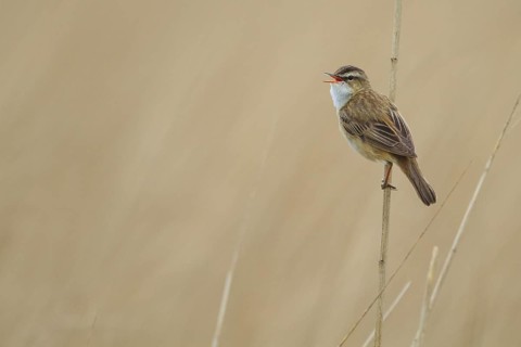 Sedge Warbler (Acrocephalus schoenobaenus) singing, Netherlands