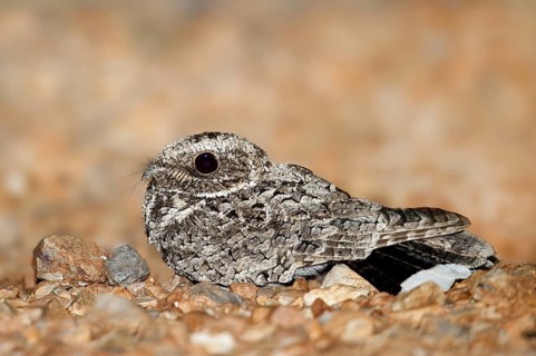 Common Poorwill (Phalaenoptilus nuttallii), Arizona, USA
