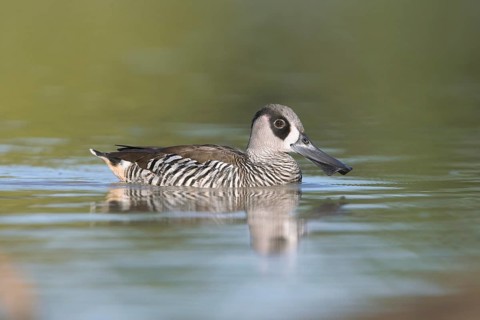 Pink-eared Duck (Malacorhynchus membranaceus), Victoria, Australia
