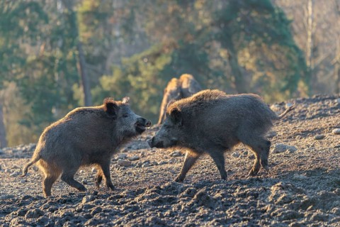 Two young wild boars (Sus scrofa) play fighting and dominance on a frozen field on a sunny day. A