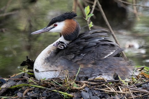 Great Crested Grebe (Podiceps Scalloped ribbonfish) with juveniles, Emsland, Lower Saxony, Germany