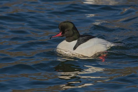 Common Merganser (Mergus merganser) male, Wales, United Kingdom
