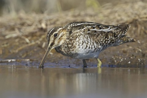 Wilson's Snipe (Gallinago delicata), Manitoba, Canada