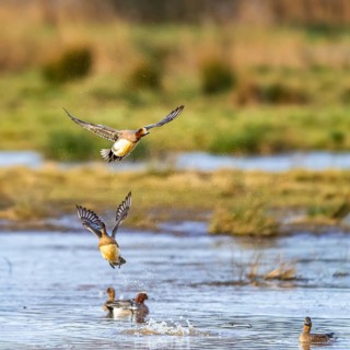 Eurasian Wigeon, Mareca penelope, birds in flight over marshes at winter