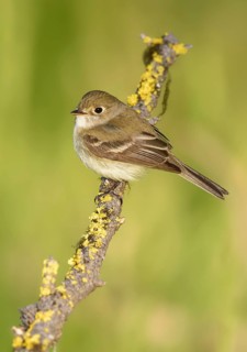 Least Flycatcher (Empidonax minimus), British Columbia, Canada