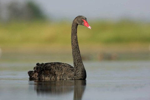 Black Swan (Cygnus atratus), Victoria, Australia