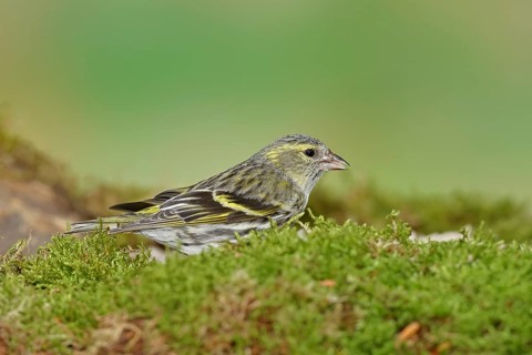 Siskin (Carduelis spinus), male sitting on moss, mossy ground, Wilnsdorf, North Rhine-Westphalia,