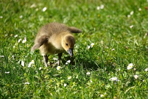 Greylag goose, chick, May, Germany
