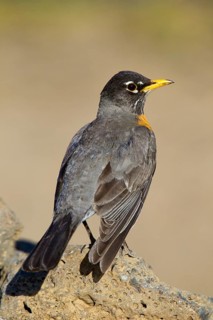 American Robin Turdus migratorius Cabin Lake, Oregon, United States 4 May Adult Male Turdidae