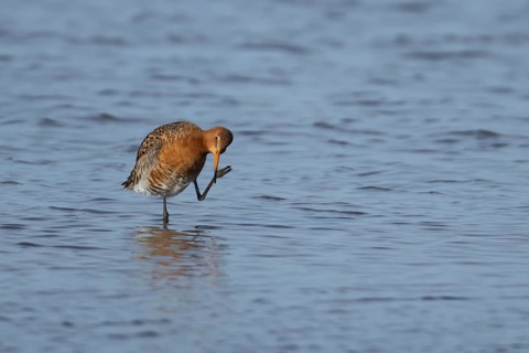 Black tailed godwit (Limosa limosa) adult wading bird in summer plumage preening in shallow water,