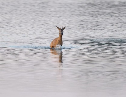 Deer (Capreolus capreolus), young roebuck running through the shallow water zone of a lake, Lower