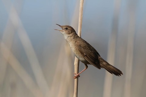 Savi's Warbler (Locustella luscinioides) singing, Tessin, Switzerland