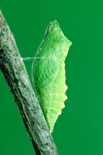 The pupa of a swallowtail butterfly (Papilio machaon) on a wooden stalk, butterfly, insect,