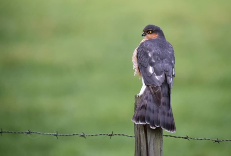 Sparrowhawk, (Accipiter nisus) sitting on a perch, Schleswig-Holstein, Germany