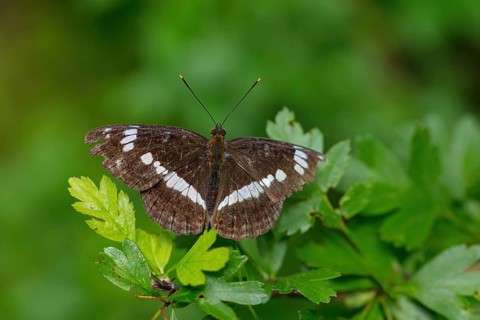 White admiral, (Limenitis camilla), animals, insect, butterfly, butterfly, noble butterfly, macro,