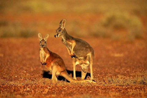 Red kangaroo (Macropus rufus), female with half-grown young, Sturt National Park, New South Wales,