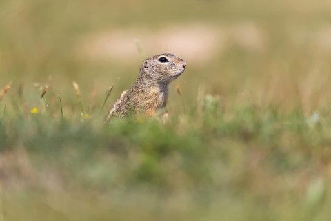 One European ground squirrels (Spermophilus citellus) or European souslik sitting in grass
