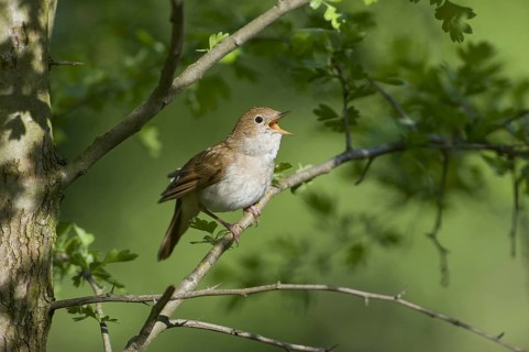 Common Nightingale (Luscinia megarhynchos) singing, Saxony, Germany