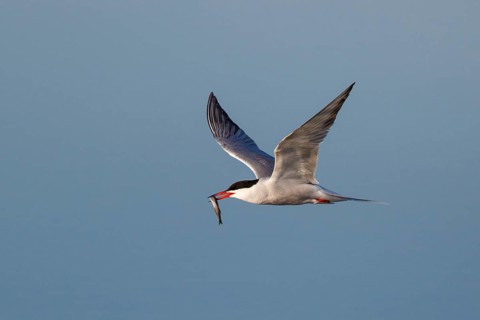 Common Tern (Sterna hirundo) flying with fish in beak, Greece