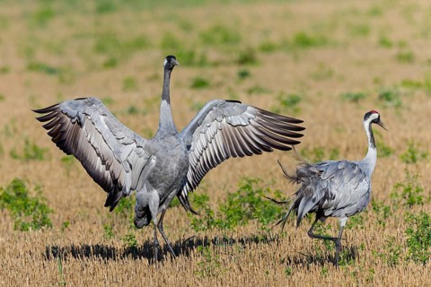 Crane, Common Crane, Crane, Grus grus, Grue cendrée, Grulla Común, Övre Västerstad, Degerhamn,