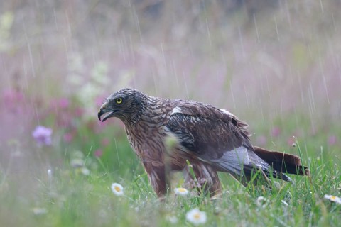 Western Marsh Harrier (Circus aeruginosus) male on grassland in rain, Poland