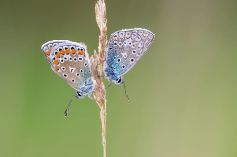 Blue butterfly (Polyommatus icarus), Goldenstedt moor, Goldenstedt, Lower Saxony, Germany