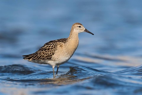 Ruff (Calidris pugnax), Eilat, Israel