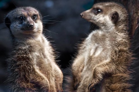 Meerkat (Suricata suricatta), Nuremberg Zoo, Middle Franconia, Bavaria, Germany