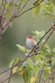 Brown Woodland Warbler (Phylloscopus umbrovirens), Aberdare National Park, Kenya