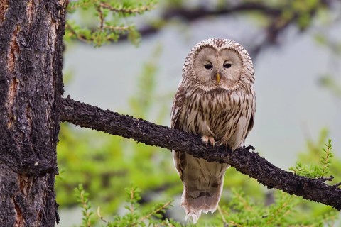 Ural Owl (Strix uralensis yenisseensis) perched in tree, Lake Khuvsgul, Mongolia