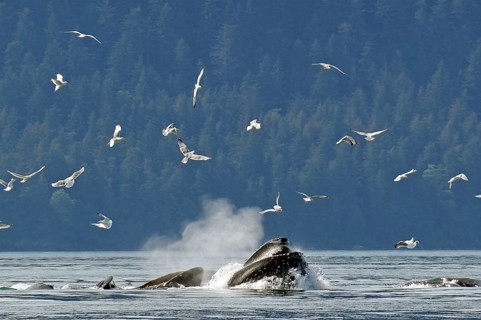 Humpback whales during bubble feeding. Seagulls, Juneau, Inside Passage, Alaska, USA